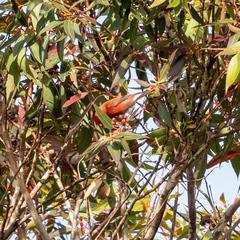Himatione sanguinea