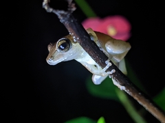 Pseudophilautus wynaadensis