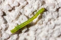 Chrysodeixis chalcites