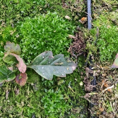 Funaria hygrometrica