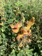 Crotalaria retusa