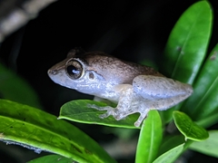 Pseudophilautus wynaadensis