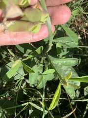Crotalaria retusa