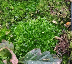 Funaria hygrometrica