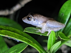Pseudophilautus wynaadensis