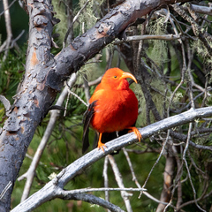Drepanis coccinea