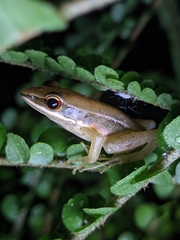 Indosylvirana