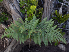 Pteridium aquilinum decompositum
