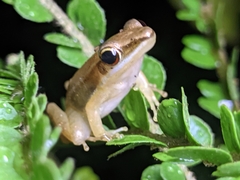Indosylvirana