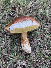 Boletus auripes