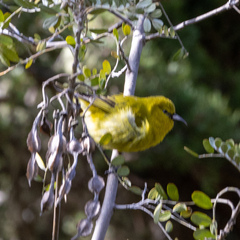 Chlorodrepanis virens wilsoni