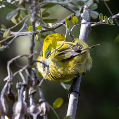 Chlorodrepanis virens wilsoni