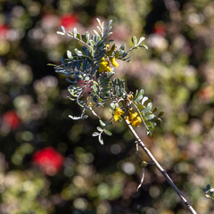 Sophora chrysophylla