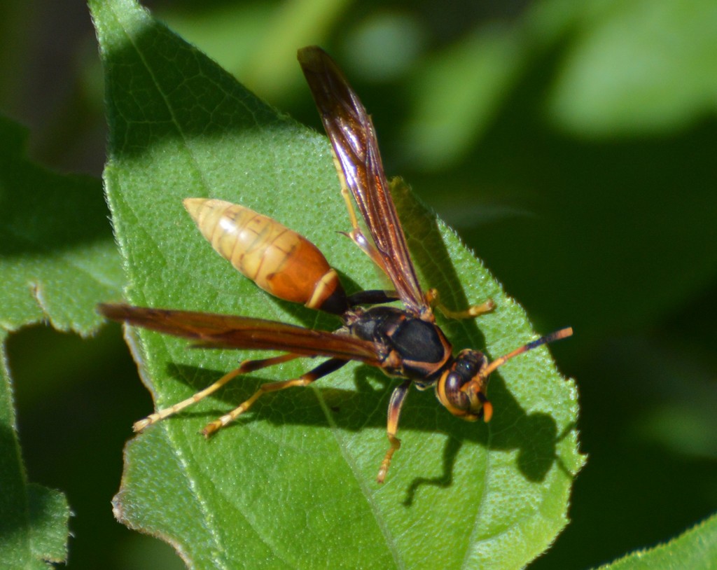 Comanche Paper Wasp