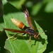 Comanche Paper Wasp - Photo (c) Jon McIntyre, some rights reserved (CC BY-NC), uploaded by Jon McIntyre