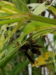 Danaus erippus
