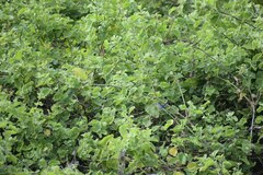 Polioptila bilineata