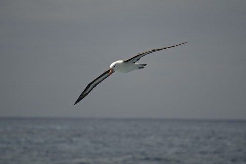 Thalassarche melanophris