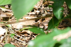 Euryphura chalcis