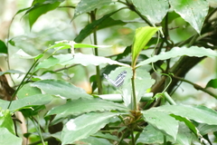 Pseudoneptis bugandensis