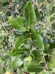 Nahuatlea arborescens