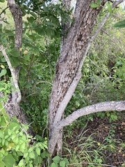 Nahuatlea arborescens