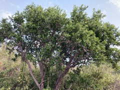 Nahuatlea arborescens