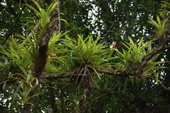 Guzmania monostachia