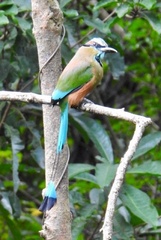 Eumomota superciliosa