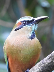 Eumomota superciliosa