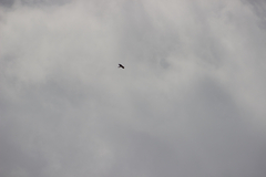 Gypaetus barbatus barbatus