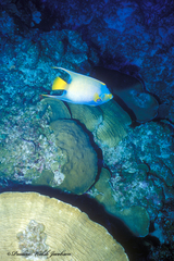 Holacanthus ciliaris