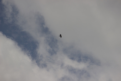 Gypaetus barbatus barbatus