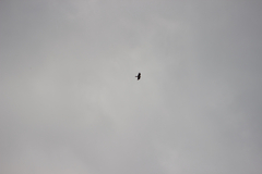 Gypaetus barbatus barbatus