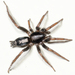 Araña de Tierra - Photo (c) Steve Pelikan, algunos derechos reservados (CC BY-NC), subido por Steve Pelikan