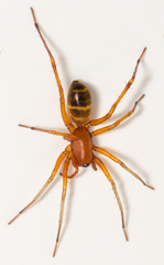 Castianeira trilineata