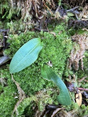 Cynorkis kassneriana