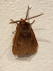 Phyllalia patens