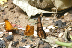 Graphium latreillianus