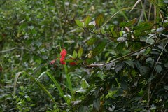 Hibiscus rosa-sinensis