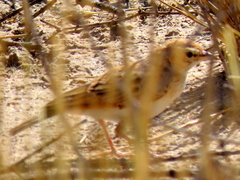 Calendulauda africanoides harei