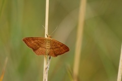 Idaea ochrata