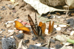 Graphium latreillianus