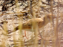 Calendulauda africanoides harei