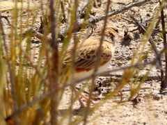 Calendulauda africanoides harei