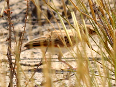 Calendulauda africanoides harei