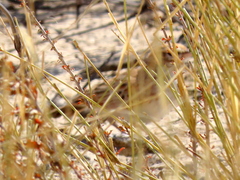 Calendulauda africanoides harei