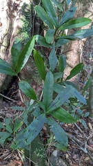 Primulaceae