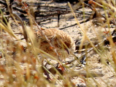 Calendulauda africanoides harei