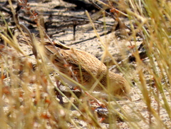 Calendulauda africanoides harei